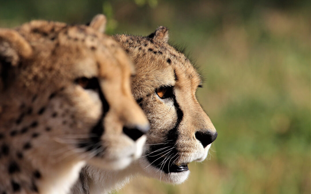 A Mother Cheetahs Guide to Parenting